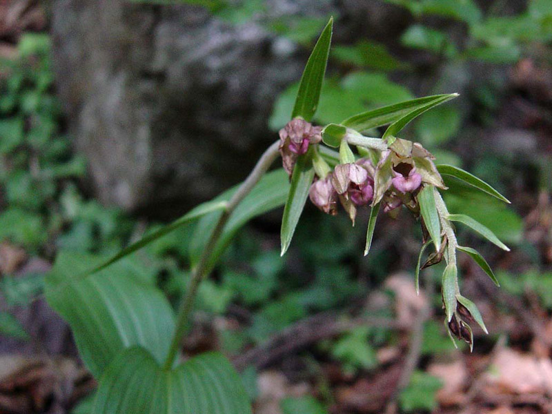 Epipactis helleborine